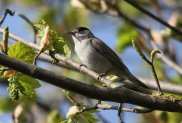 Blackcap