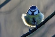 Blue Tit 2