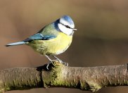 Blue Tit
