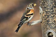 Brambling