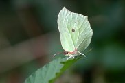 Brimstone
