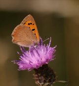 Small Copper