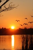 Canada Geese