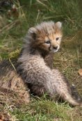 Cheetah Cub 3