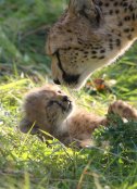 Cheetah & Cub 2