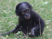Chimpanzee - Young