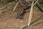 Common Lizard