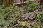 Common Toad