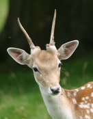 Fallow Deer