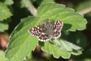 Grizzled Skipper