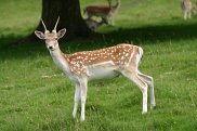 Fallow Deer 2