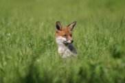 Fox 7