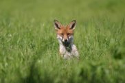 Fox 3