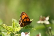 Gatekeeper