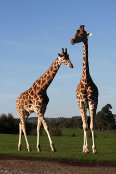 Giraffes