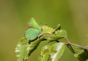 Green Hairstreak