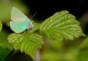 Green Hairstreak 2