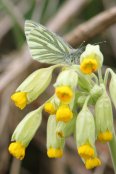 Green veined White