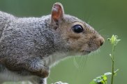 Grey Squirrel