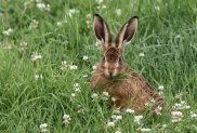 Brown Hare 2