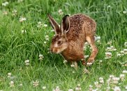 Brown Hare