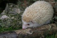 Hedgehog
