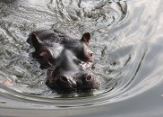 hippo