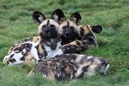 Hunting Dogs