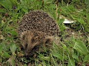 Hedgehog 4
