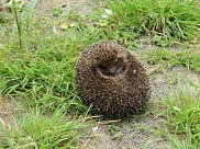 Hedgehog 3
