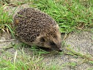 Hedgehog 2