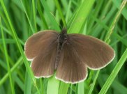 Ringlet 2