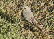 Black Redstart 3