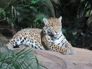 Jaguar 2