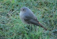 Black Redstart 2