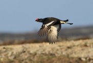Black Grouse 5