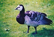 Barnacle Goose