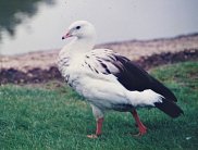 Andean Goose