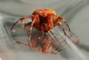Arachnid