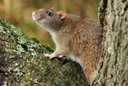 Brown Rat 2