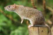 Brown Rat 3