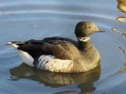 Brent goose