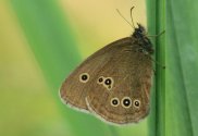 Ringlet