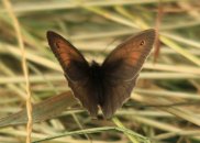Meadow Brown