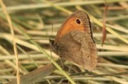 Meadow Brown 2