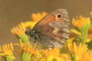 Small Heath