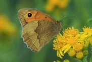 Meadow Brown female