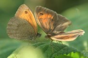 Meadow Browns