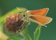Small Skipper