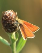Small Skipper 2